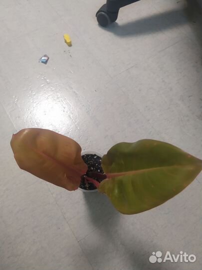 Филодендрон принц оранж, каладиум