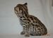 Мальчик Азиатский леопардовый кот