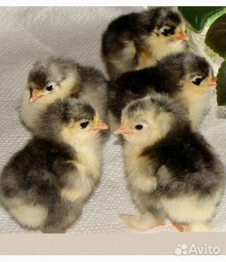 Цыпленок кохинхин