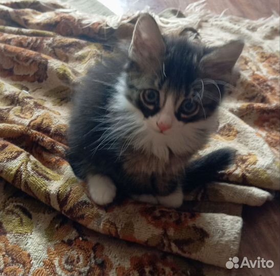 Кошка в дар бесплатно
