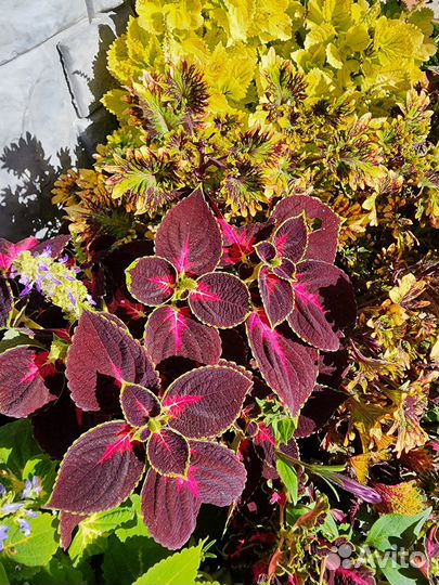 Колеусы вегетативные