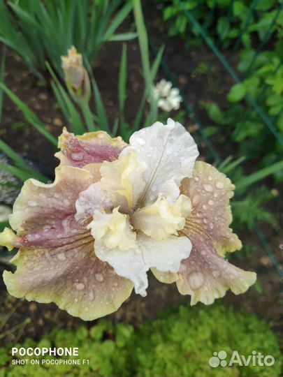 Ирис сибирский