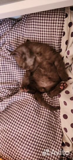 Шотландские котята