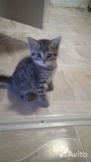 Шотландские вислоухие котята