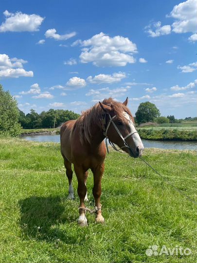 Жеребец тяжеловоз