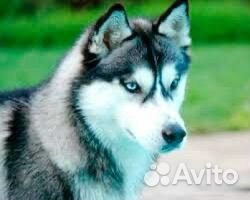 Сибирский хаски
