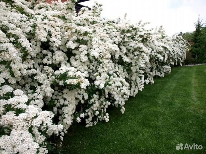 Хвойные и декоративные растения