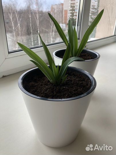 Пальма юкка