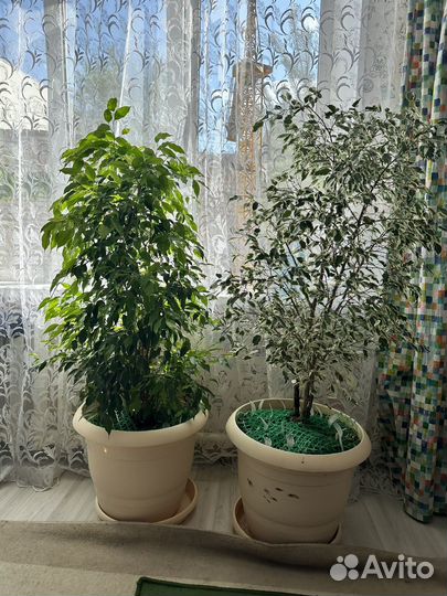 Фикус бенджамина большой