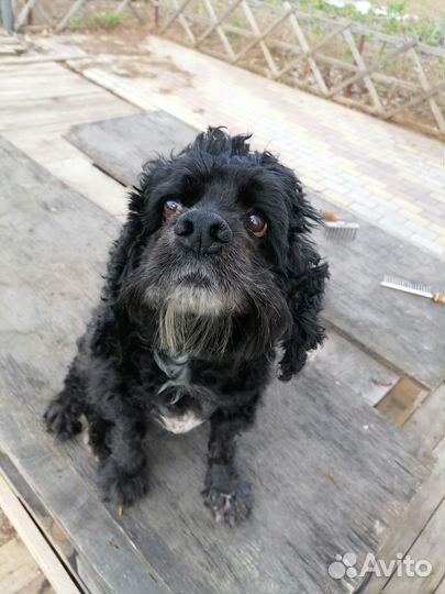 Найдена собака