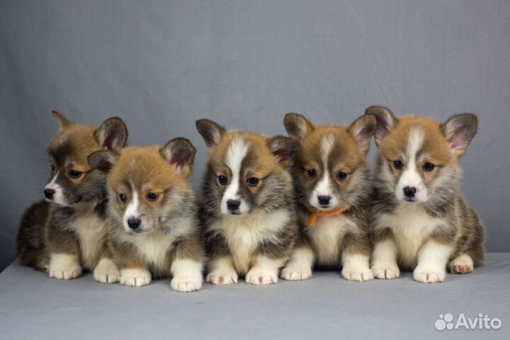 Щенки корги