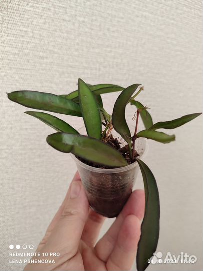 Хойя вайети