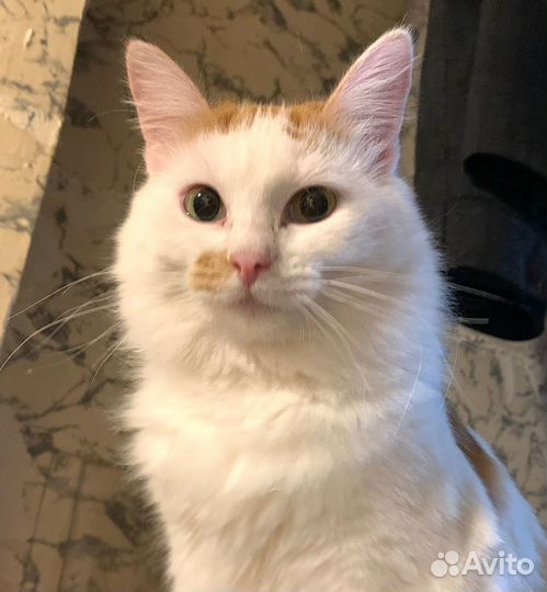 Кошка в добрые руки