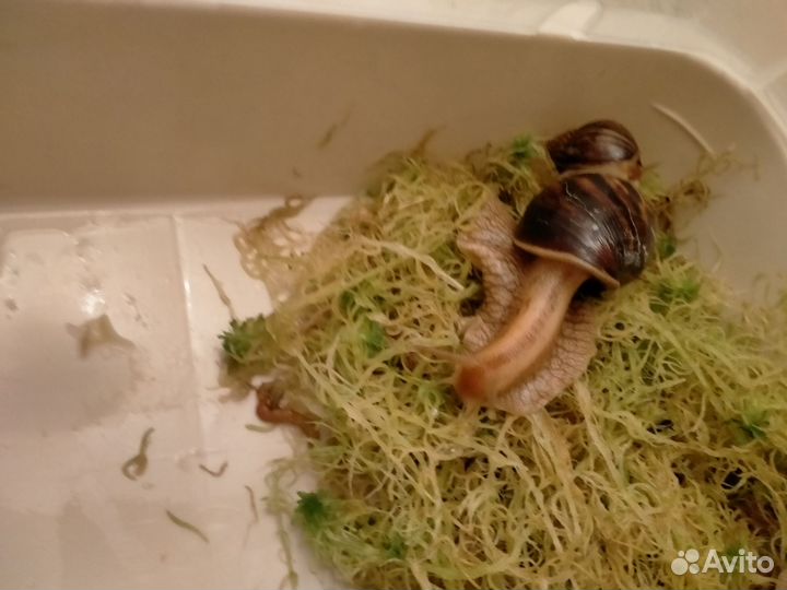 Улитки ахатины