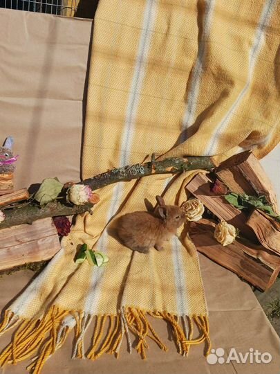 Декоративные кролики