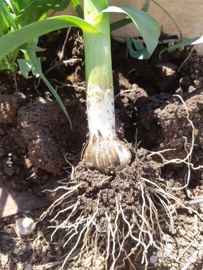 Рассада луко чеснок Рокамболь