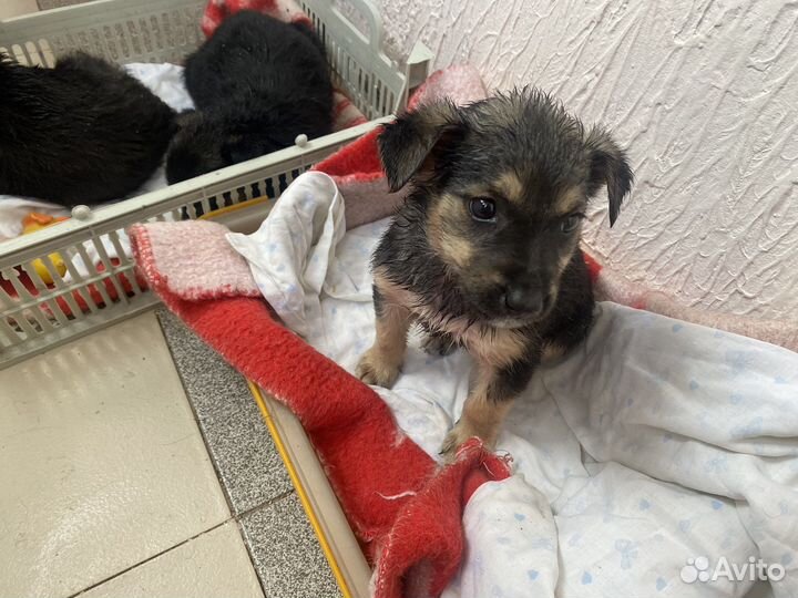 Щенок в добрые руки бесплатно