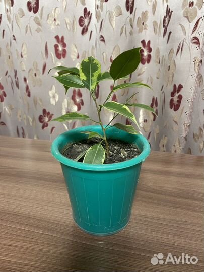 Фикус бенджамина