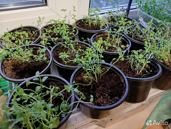 Чабрец рассада