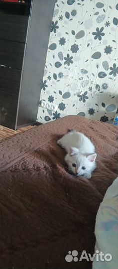 Котята в добрые руки приучены к лотку