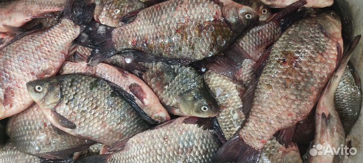 Белая речная рыба Каргасок