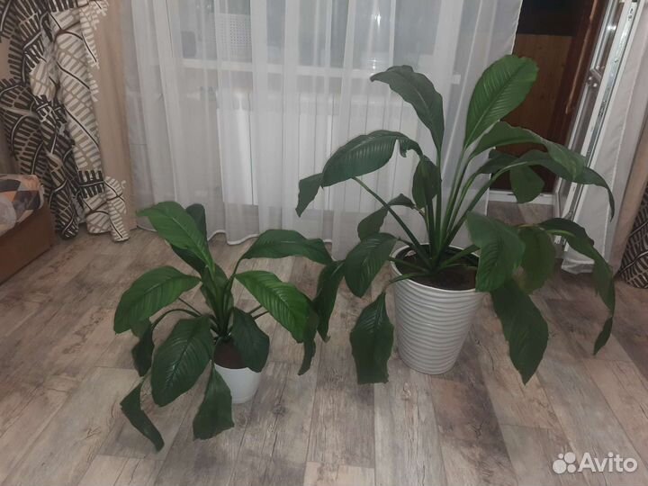 Юкка, спатифиллумы