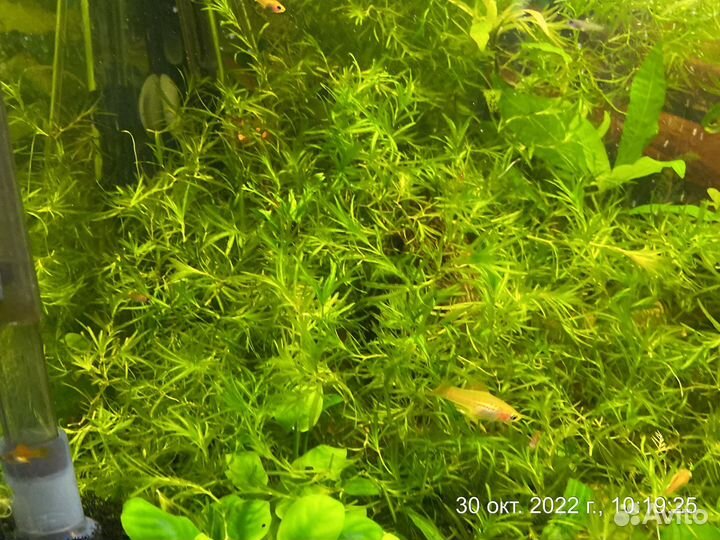 Молодь меченосцев и гуппи