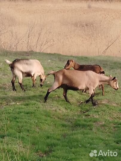 Козье молоко