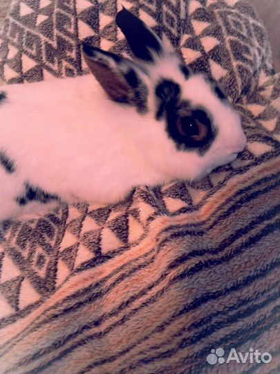 Кролик для фотосессии в аренду