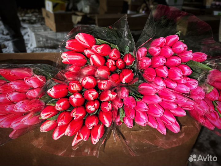 Тюльпаны к 8 марта