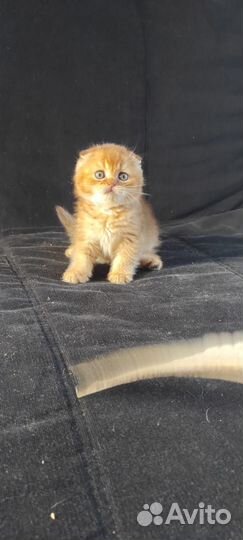 Шотландские котята Золотые шиншиллы