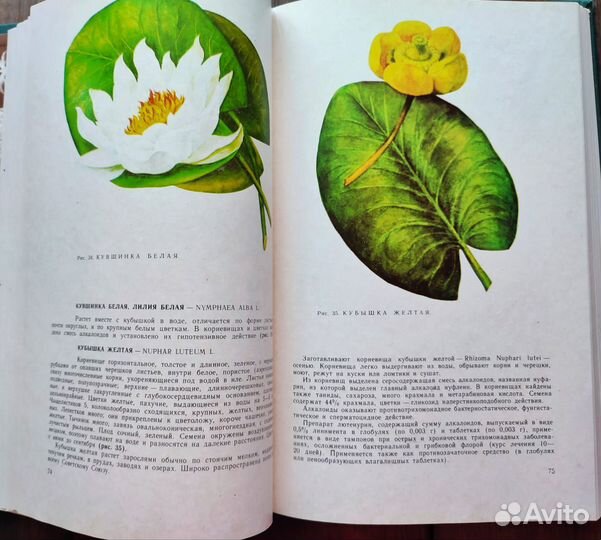 Ботаническая книга лекарственные растения