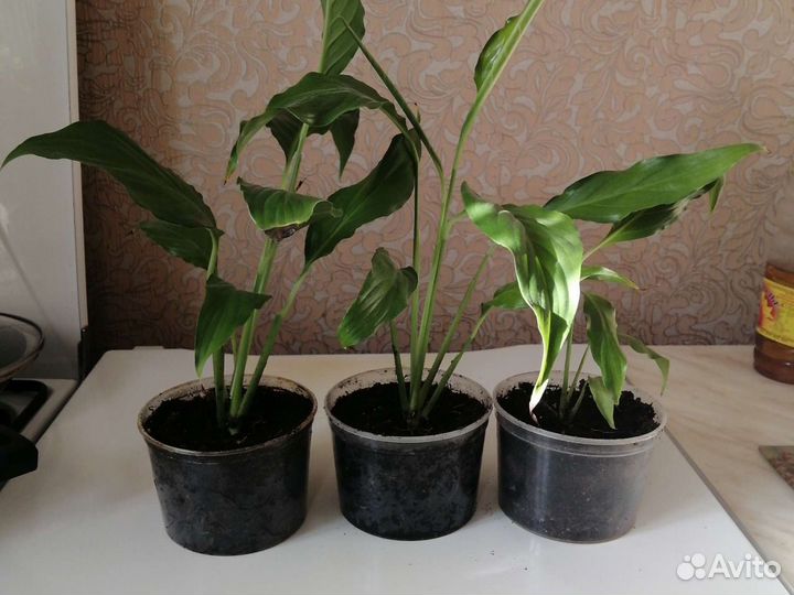 Домашние растения