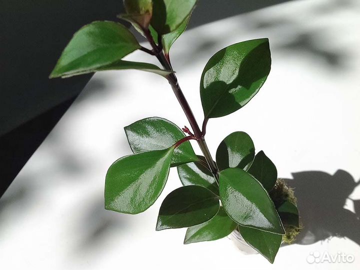 Гипоцирта/ нематантус комнатные растения