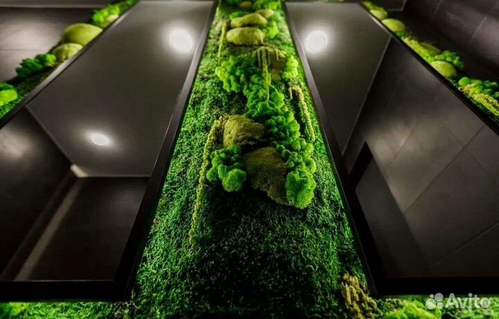 Фитокартина мох