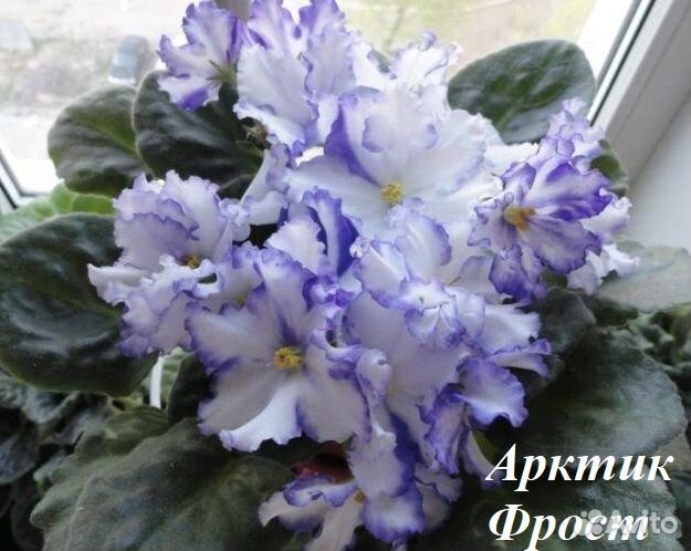 Сортовые фиалки