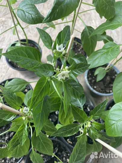 Рассада перец кустарниковый