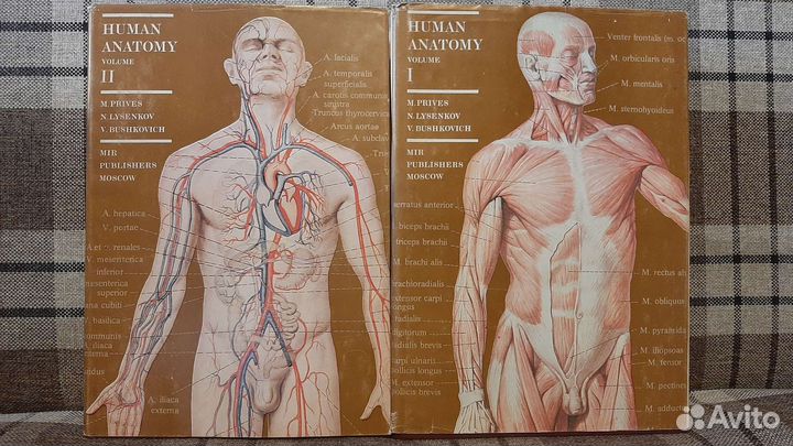 Анатомия человека