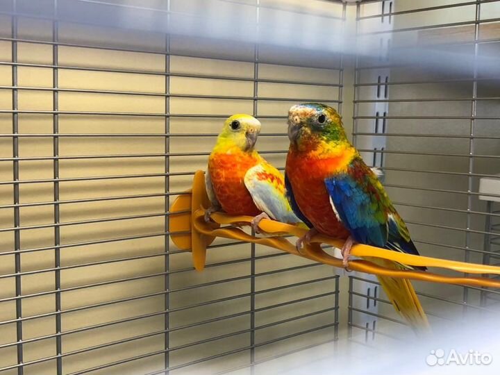Попугаи