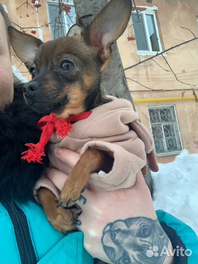 Мини той терьер вязка