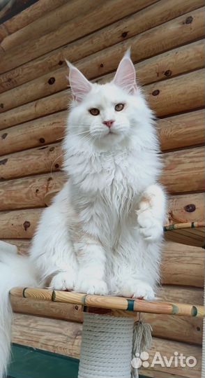 Котята мейн-кун