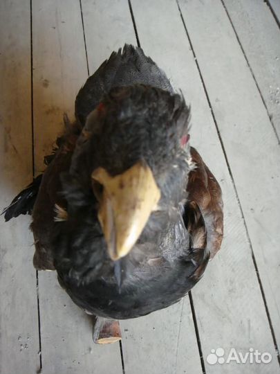 Чучело Глухаря