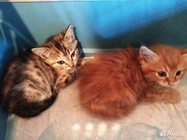 Котята рыжики в добрые руки