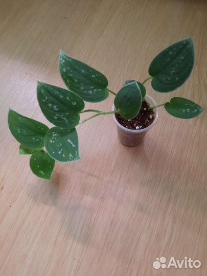 Сциндапсусы