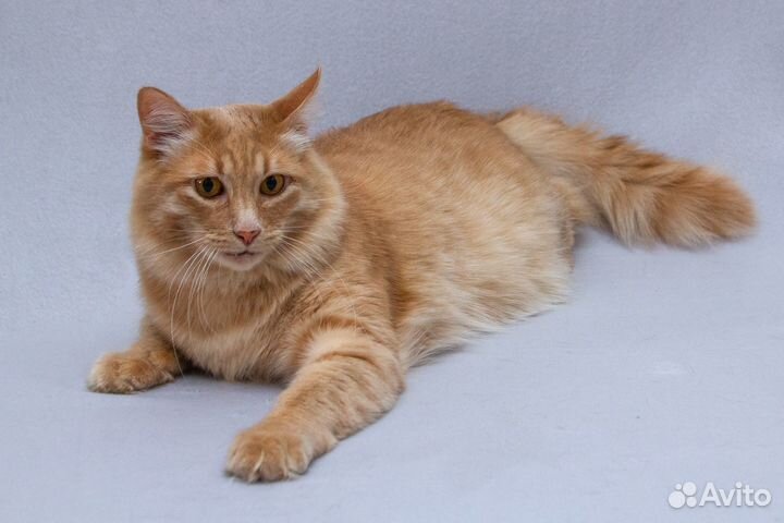 Кот Симба, прекрасный, как лев