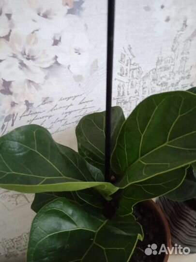 Фикус лирата бамбино