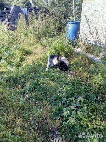 Овчарка вео