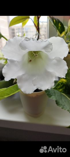 Глоксиния укорененный лист