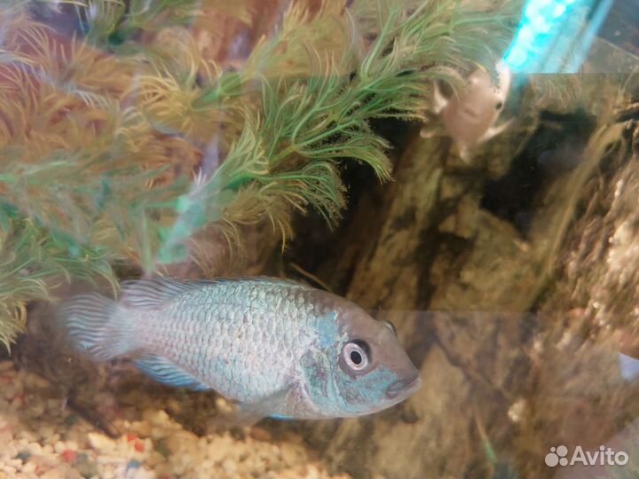 Аквариумные рыбы