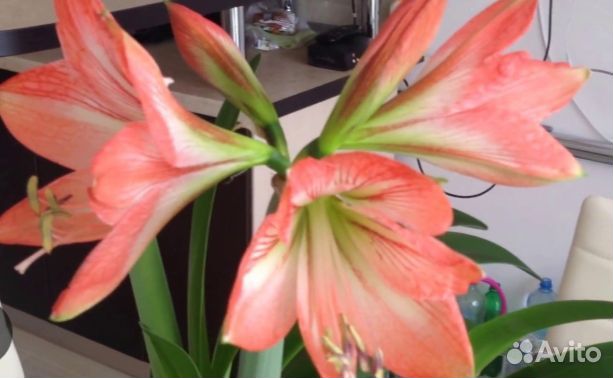 Гиппеаструм